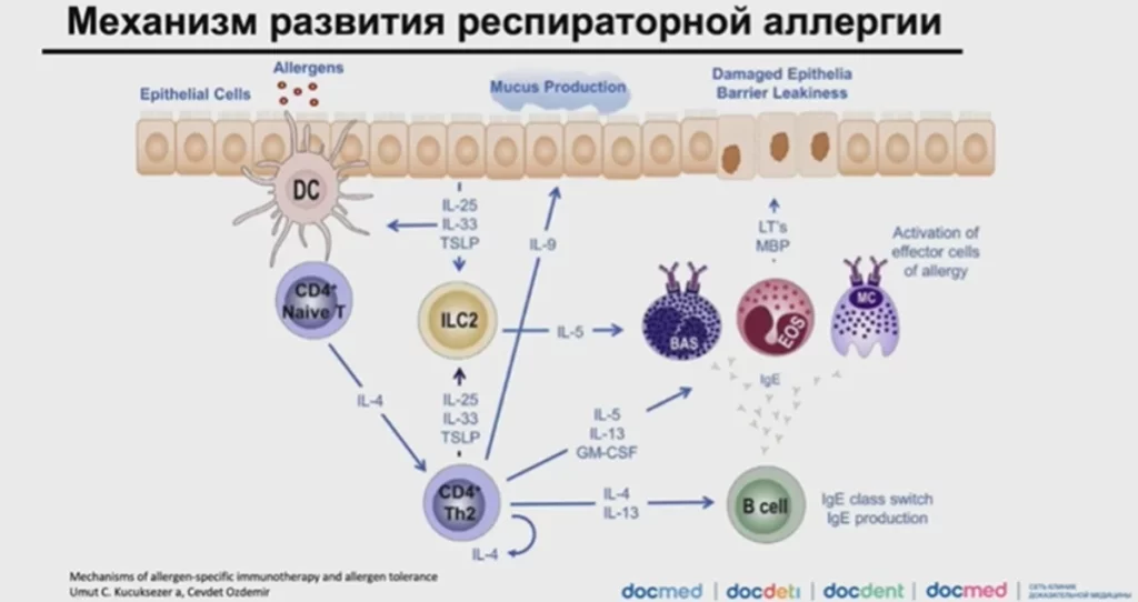 Механизм развития респираторной аллергии