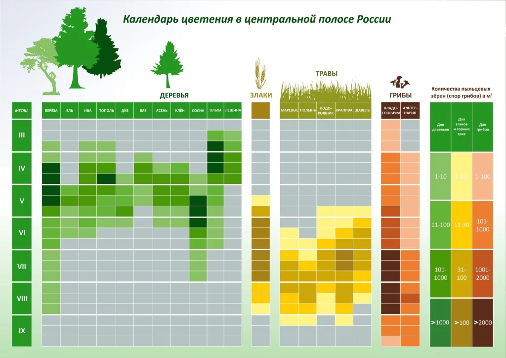 Календарь цветения в центральной полосе России